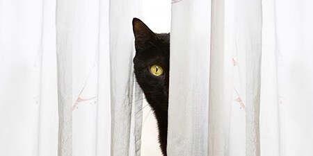 Schwarze Katze sitzt zwischen hellen Vorhängen
